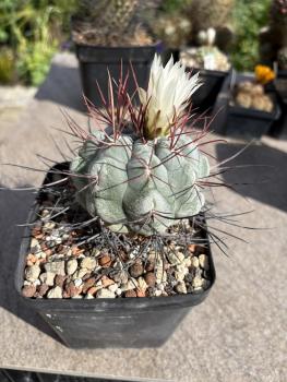 Thelocactus hexaedrophorus